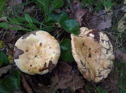 IMG_20260531_073125_gcam_3.2.thumb.jpg.823c7d1c4f08554671fdcc3f1ec4c86a.jpg