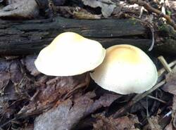 IMG_20260531_082739_gcam_3.2.thumb.jpg.3997f0ac9eee58e64d70aa1345030c5b.jpg