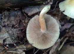 IMG_20260531_082750_gcam_3.2.thumb.jpg.a2cbc55c82a463530a1d1fd9b371e908.jpg