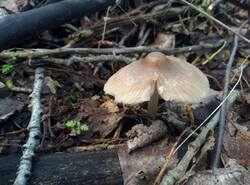 IMG_20260531_083818_gcam_3.2.thumb.jpg.a7e4f48ecb02b80bcf83ca4ea4c4a6cd.jpg