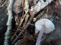 IMG_20260531_083937_gcam_3.2.thumb.jpg.979cce52591e452000b83a4bdc9a5787.jpg