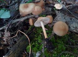 IMG_20260531_084106_gcam_3.2.thumb.jpg.883bd162f743adbc6c26c0a433718d4e.jpg