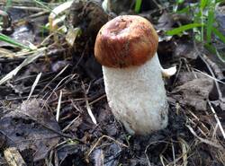 IMG_20260531_095531_gcam_3.2.thumb.jpg.7906ef66a82b99907f642c0b7be10004.jpg