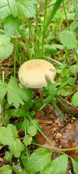 IMG_20260601_091701_705.thumb.jpg.3296bd92467ba91ffd0dc983c941958d.jpg