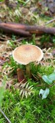 IMG_20260601_093627_996.thumb.jpg.7e0d68191b7ce6a0e6104b9c58cf30a0.jpg