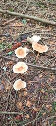 IMG_20260601_094640_034.thumb.jpg.7769889ae47db24580d478eae3e7d8bb.jpg