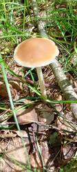 IMG_20260601_105837_519.thumb.jpg.08a1b3156b7e5d8b9f017ba305736ded.jpg