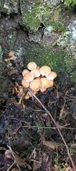 IMG_20260601_135506_882.thumb.jpg.4abcacf169ef734881efd7285eb1b6be.jpg