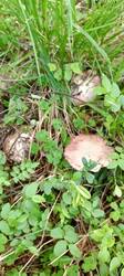 IMG_20260601_150042_076.thumb.jpg.dff40984eb7d3f8bea544ceec2be1c8b.jpg