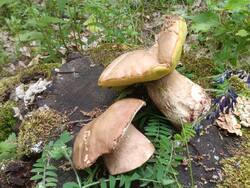 IMG_20260604_171205.jpg