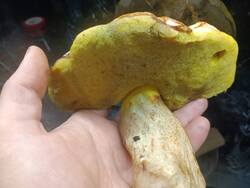 IMG_20260604_192321.jpg