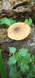 IMG_20260605_083908_571.thumb.jpg.7621c1b2b1313b1d8109014bc4004cdd.jpg