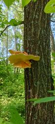 IMG_20260605_100058_254.thumb.jpg.870c872bfde415b9711576b989a15bca.jpg