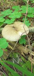 IMG_20260605_124725_610.thumb.jpg.54c523ff3644414758d3cbb0af11414f.jpg