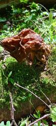 IMG_20260605_124959_995.thumb.jpg.38d83501bb3701b7fc8e66fa2ff477f8.jpg