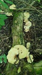 IMG_20260605_182624.jpg