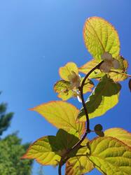 IMG_20260606_105929.thumb.jpg.b055a6c34131c2c45c229f441b4138bc.jpg