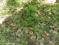 IMG_20260606_150155.jpg