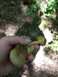 IMG_20260606_153503.jpg
