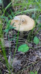 IMG_20260607_105007.jpg