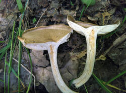 IMG_20260607_115011_gcam_3.2.thumb.jpg.ba49d6bcc446adea7eeb2ee011edba48.jpg