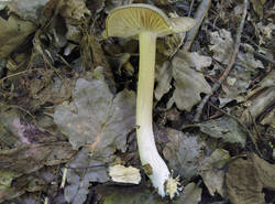 IMG_20260607_115558_gcam_3.2.thumb.jpg.e232a1a8e1f7432163cc1f0f35ea9f76.jpg