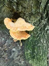 IMG_20260607_122805.jpg