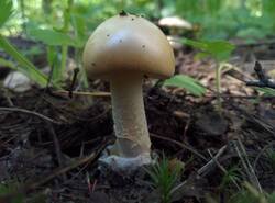 IMG_20260607_131000_gcam_3.2.thumb.jpg.4cabbe96b50a3843e4e2b4f1d8d481cc.jpg