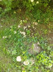 IMG_20260607_131312_714.jpg