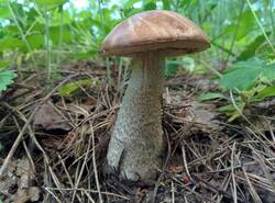 IMG_20260607_132125_gcam_3.2.thumb.jpg.6ffd8519113a2f661f73829c73b2b6ff.jpg