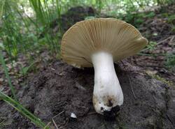 IMG_20260607_135937_gcam_3.2.thumb.jpg.c5422c05d930e895afd5b27f0295bd8f.jpg
