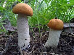 IMG_20260607_151107_gcam_3.2.thumb.jpg.7629c544e5217bb70041e073f37833b2.jpg