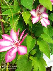 IMG_20260608_171744.jpg