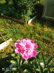 IMG_20260611_072834.jpg