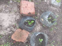 IMG_20260611_202254.thumb.jpg.743662fa3c0b5679cf74649bbc5f7831.jpg
