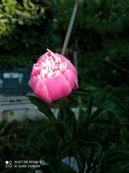 IMG_20260612_055231.thumb.jpg.a4e3f0c8874ba3cae78e98bd74531d87.jpg