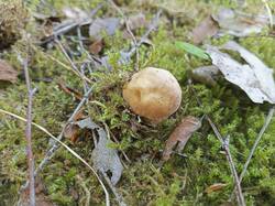 IMG_20260612_063755_722.thumb.jpg.1b16e44063b6b7640ce556a86006d5f3.jpg