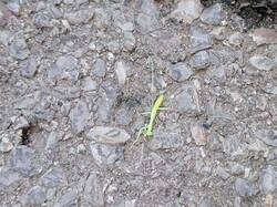 IMG_20260612_121414_640.thumb.jpg.b175cf89ed963146d7e9c8b04c017a1e.jpg