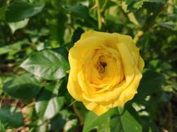 IMG_20260613_090940.thumb.jpg.b2a387c1cef95dec571f9ac512b874b8.jpg