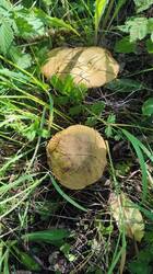 IMG_20260613_145537.jpg