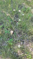 IMG_20260613_151301.jpg