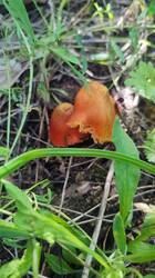 IMG_20260613_153130.jpg