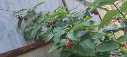 IMG_20260614_090217.thumb.jpg.98fbdc5cf82ac85ab9bcffa0d7fc0583.jpg