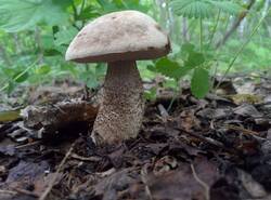IMG_20260614_122243_gcam_3.2.thumb.jpg.6f6a2826c5700e48d878c31c88b37bc5.jpg