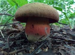 IMG_20260614_122944_gcam_3.2.thumb.jpg.e7f289cc962e5c600a1096939356d57d.jpg