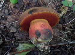 IMG_20260614_123014_gcam_3.2.thumb.jpg.07834e8eafea9618d30b7d0ac5997b06.jpg