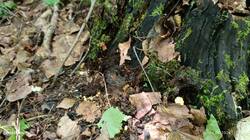 IMG_20260614_124704.thumb.jpg.e9d1ec24826cd2ec05bd66a7369843fb.jpg