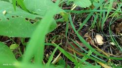 IMG_20260614_124840.thumb.jpg.3c08717eb599e3d76cf1afed6e9e6acb.jpg