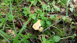 IMG_20260614_124909.thumb.jpg.95ee5c40005f599c4f817c74423f1565.jpg