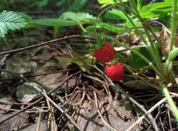 IMG_20260614_124910_gcam_3.2.thumb.jpg.3a2c140cd3d7685e5a06a5c8d98d8dd7.jpg